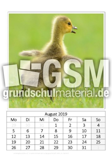 August_Kanadagänseküken_2.pdf